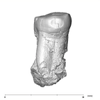 SK 5 Paranthropus robustus LLM2 distal