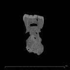 SK 5 Paranthropus robustus LLM2 internal