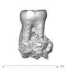 SK 5 Paranthropus robustus LLM2 lingual