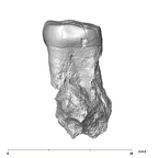 SK 5 Paranthropus robustus LLM2 mesial