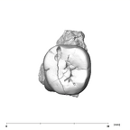 SK 5 P. robustus LLM2