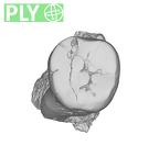 SK 5 Paranthropus robustus LLM2 ply