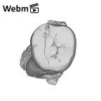 SK 5 Paranthropus robustus LLM2 ply movie