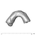 SK 61 Paranthropus robustus mandible apical