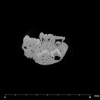 SK 61 Paranthropus robustus mandible internal