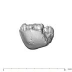 SK 61 Paranthropus robustus mandible lateral left