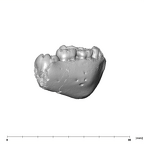 SK 61 Paranthropus robustus mandible lateral right
