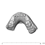 SK 61 P. robustus mandible
