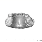 SK 61 Paranthropus robustus mandible posterior