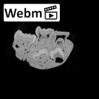 SK 61 Paranthropus robustus mandible ct stack movie