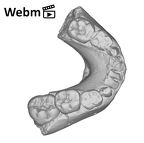 SK 61 Paranthropus robustus mandible ply movie