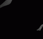 SK 62 Paranthropus robustus mandible gif