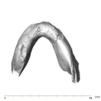 SK 62 Paranthropus robustus mandible inferior
