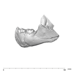 SK 62 Paranthropus robustus mandible lateral left