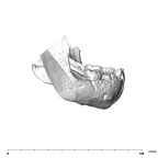 SK 62 Paranthropus robustus mandible lateral right