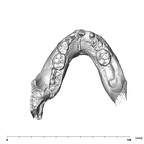 SK 62 Paranthropus robustus mandible occlusal