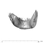 SK 62 Paranthropus robustus mandible posterior