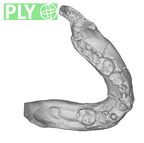 SK 62 Paranthropus robustus mandible ply