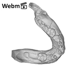 SK 62 Paranthropus robustus mandible ply movie