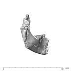 SK 63 Paranthropus robustus hemimandible lefT posterior