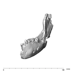 SK 63 Paranthropus robustus hemimandible left anterior