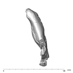 SK 63 Paranthropus robustus hemimandible left apical