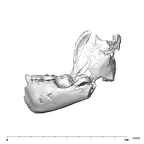 SK 63 Paranthropus robustus hemimandible left buccal