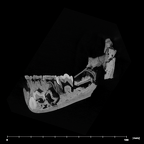 SK 63 Paranthropus robustus hemimandible left internal
