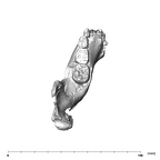 SK 63 Paranthropus robustus hemimandible left occlusal