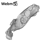 SK 63 Paranthropus robustus hemimandible left ply movie