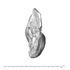 SK 63 Paranthropus robustus hemimandible left dentition anterior