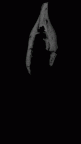 SK 63 Paranthropus robustus hemimandible left dentition gif