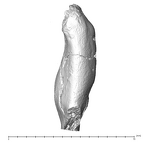 SK 63 P. robustus hemimandible left dentition