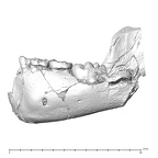 SK 63 Paranthropus robustus hemimandible left dentition lateral