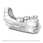 SK 63 Paranthropus robustus hemimandible left dentition medial