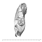 SK 63 Paranthropus robustus hemimandible left dentition superior