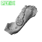 SK 63 Paranthropus robustus hemimandible left dentition ply