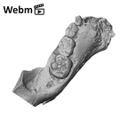 SK 63 Paranthropus robustus hemimandible left dentition ply movie