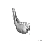 SK 63 Paranthropus robustus hemimandible right anterior