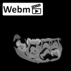 SK 63 Paranthropus robustus hemimandible right ct stack movie