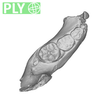 SK 63 Paranthropus robustus hemimandible right ply