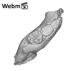 SK 63 Paranthropus robustus hemimandible right ply movie