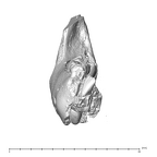 SK 63 Paranthropus robustus hemimandible right dentition anterior