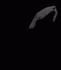 SK 63 Paranthropus robustus hemimandible right dentition gif