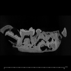 SK 63 Paranthropus robustus hemimandible right dentition internal