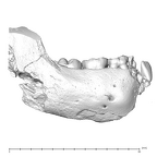 SK 63 Paranthropus robustus hemimandible right dentition lateral