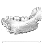 SK 63 Paranthropus robustus hemimandible right dentition medial