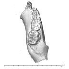 SK 63 P. robustus hemimandible right dentition