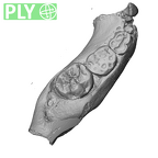 SK 63 Paranthropus robustus hemimandible right dentition ply