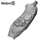 SK 63 Paranthropus robustus hemimandible right dentition ply movie
